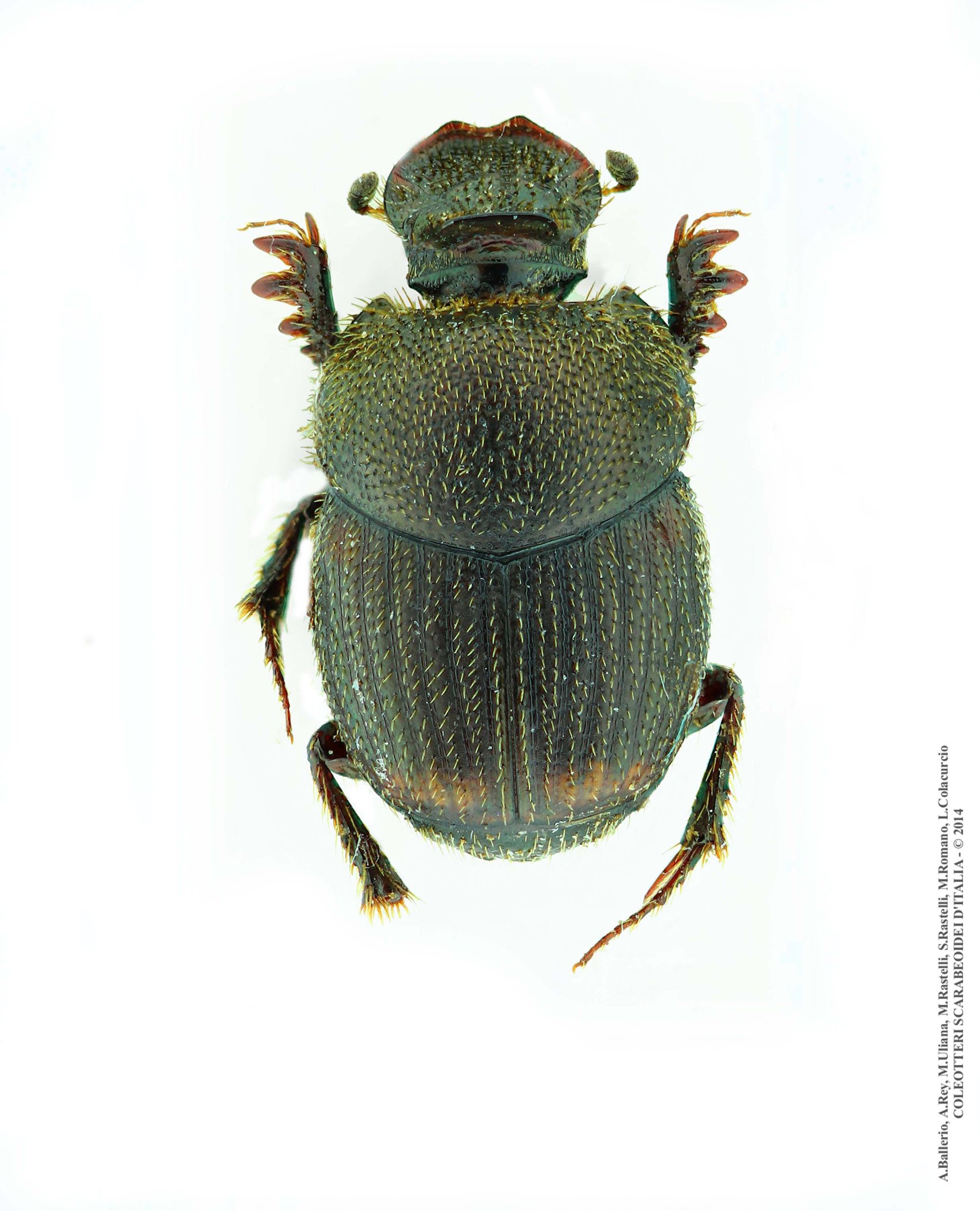 Onthophagus furcatus, femmina
